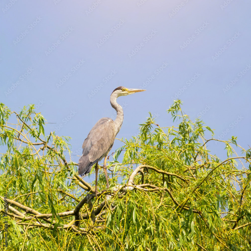 Fototapeta premium Grey Heron in Tree