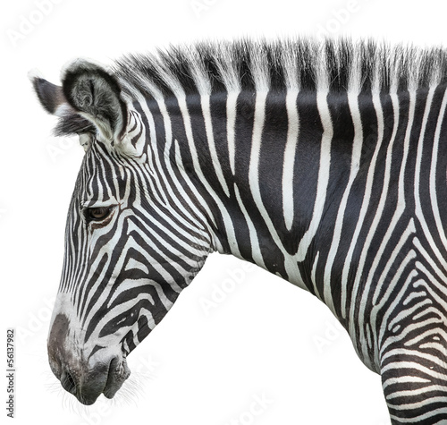 Obraz na płótnie portret zebry
