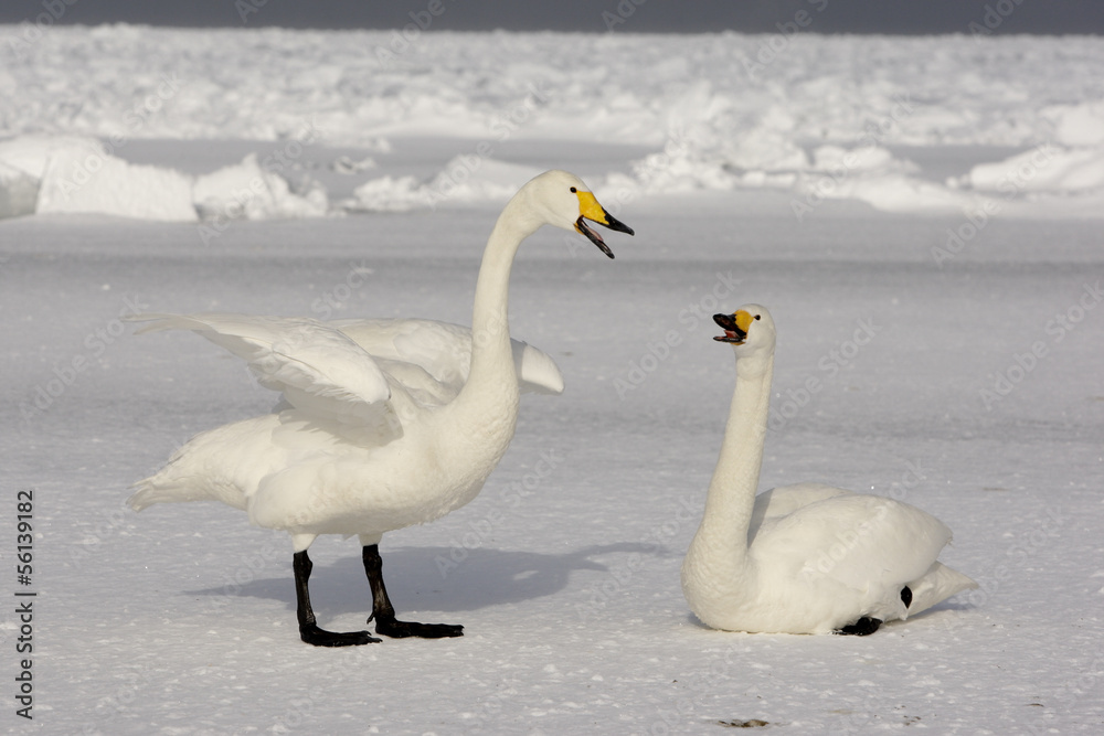 Whooper swan, Cygnus cygnus Whooper swan, Cygnus cygnus