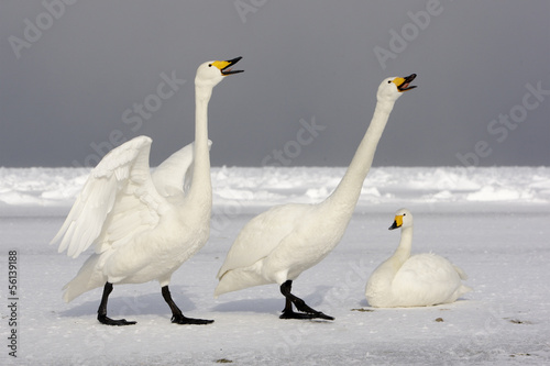 Whooper swan, Cygnus cygnus