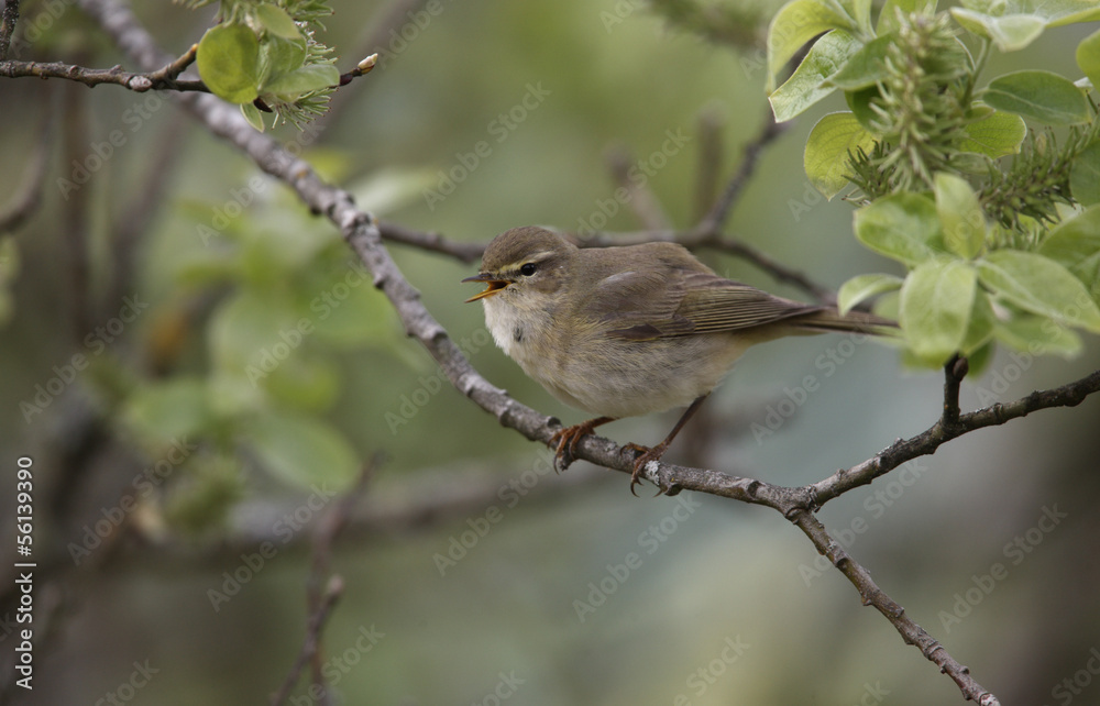 Willow warbler, Phylloscopus trochilus, Devon, spring Willow warbler, Phylloscopus trochilus, Devon, spring