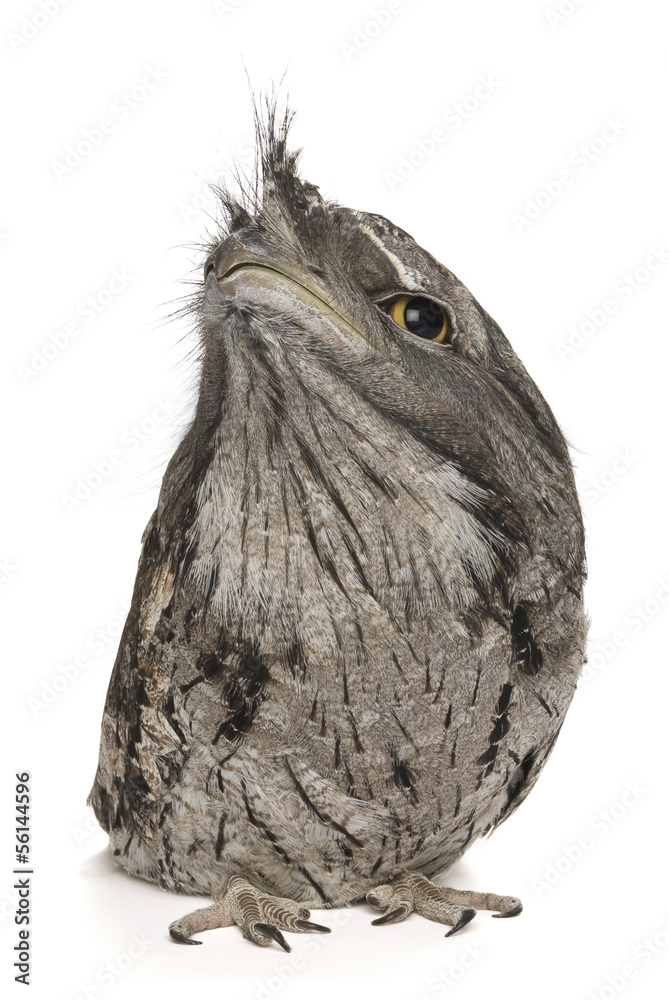 Fototapeta premium Tawny Frogmouth, Podargus strigoides, isolated on white.