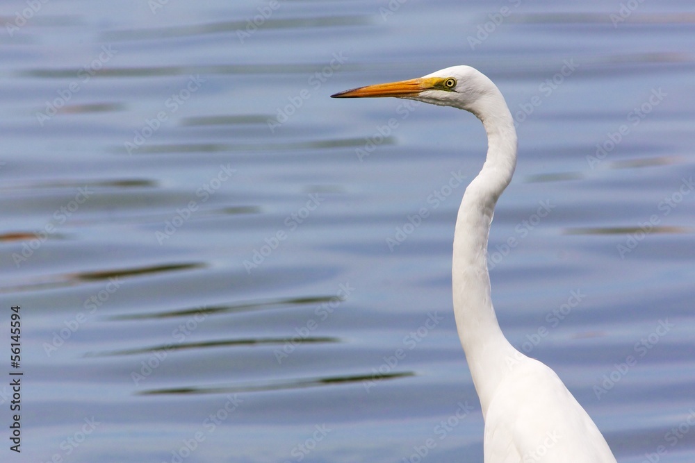 Great Egret Great Egret