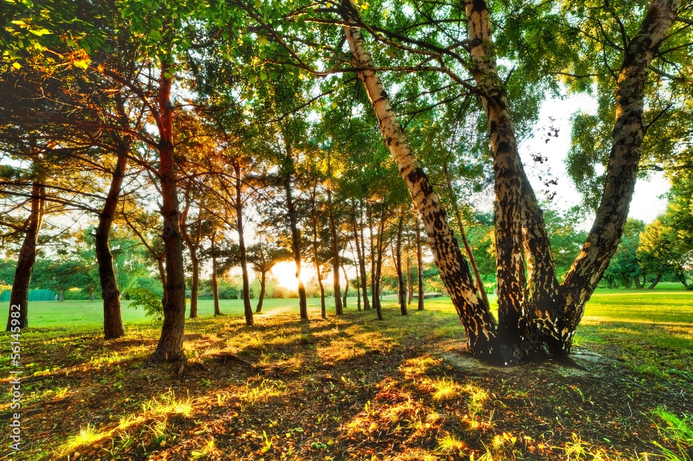 Obraz premium Late summer, autumn sunset in a park