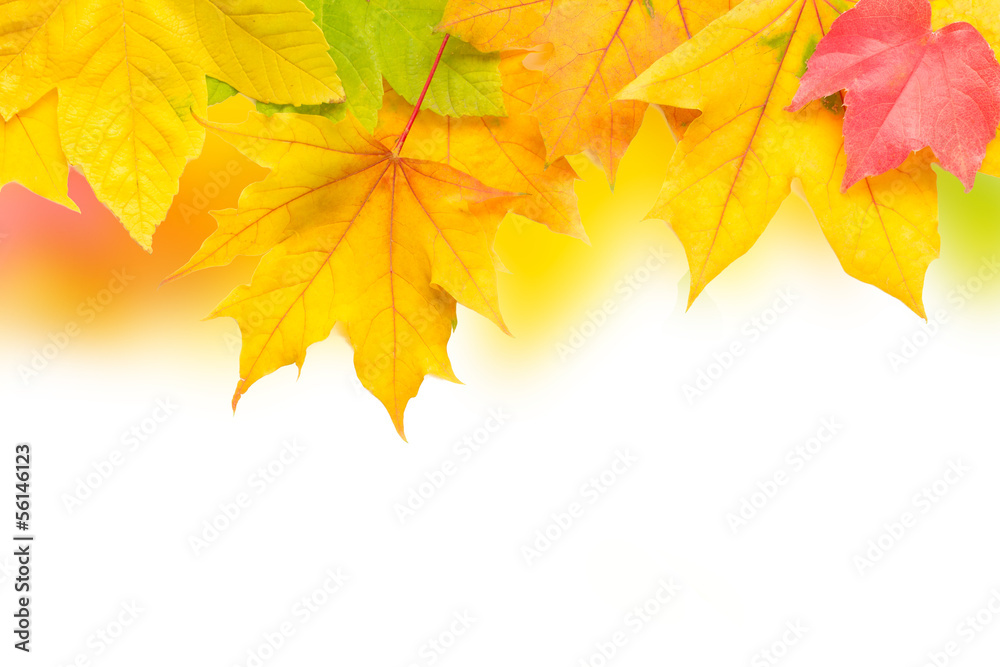 bunte Herbstblätter bunte Herbstblätter