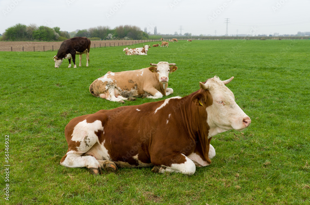 cows in meadow