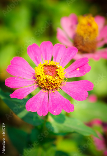 pink flower