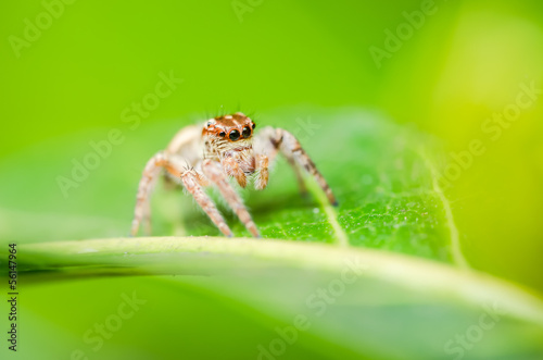 Spider in green leaf background