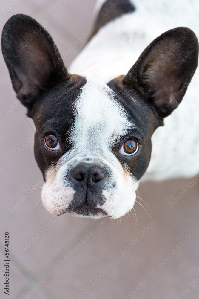 Portrait of black and white french bulldog