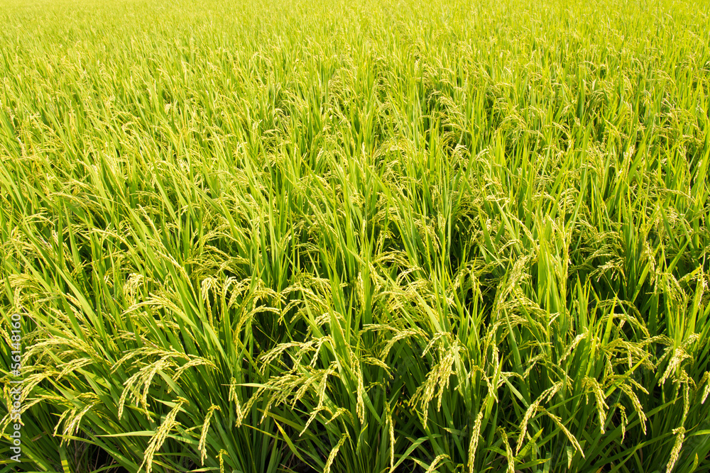 Fototapeta premium rice ripe