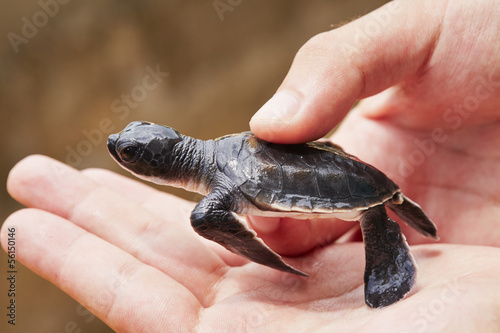 Newborn of turtle