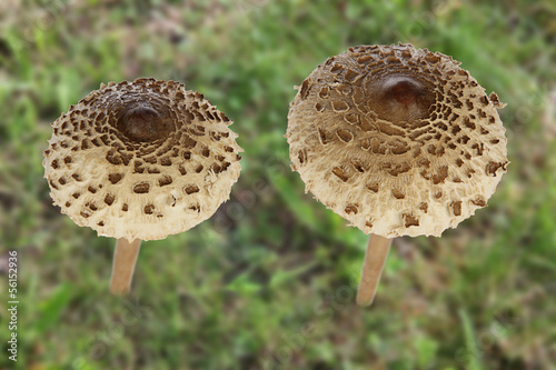 Riesenschirmpilz - Parasol mushroom photo