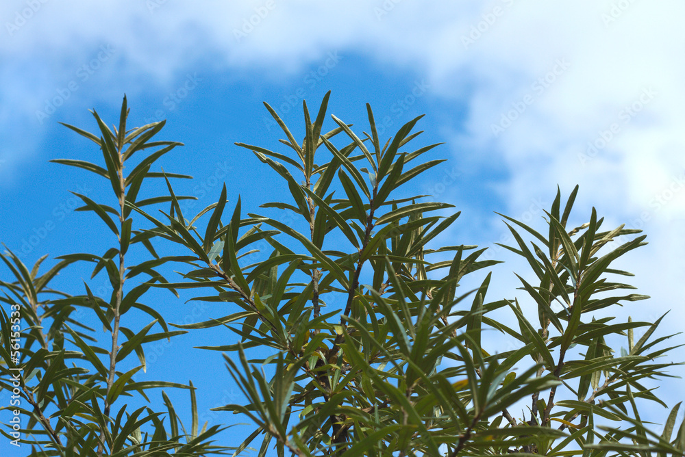 Sea-buckthorn branches top over blue sky with white clouds Sea-buckthorn branches top over blue sky with white clouds
