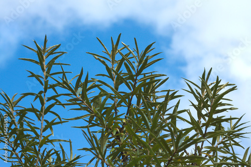 Sea-buckthorn branches top over blue sky with white clouds