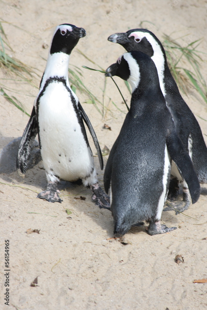 Obraz premium humboldt penguin (Spheniscus humboldti)