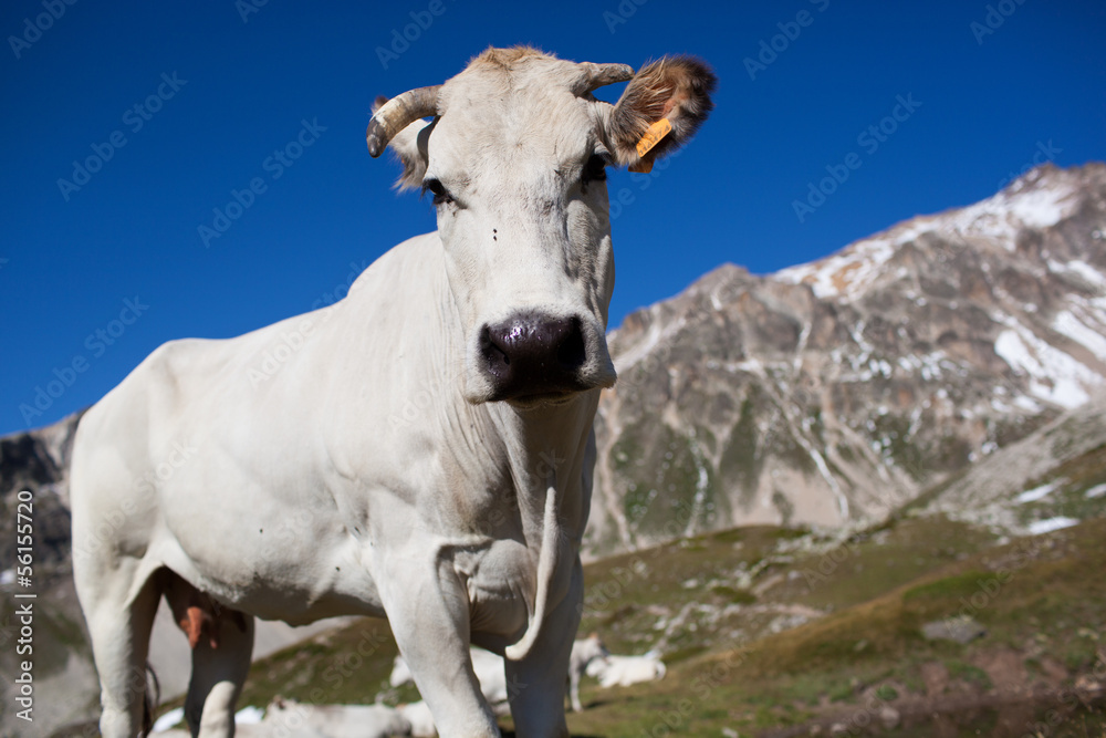 a herd of cows in the French Alps a herd of cows in the French Alps