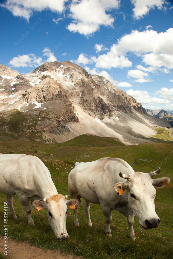 a herd of cows in the French Alps