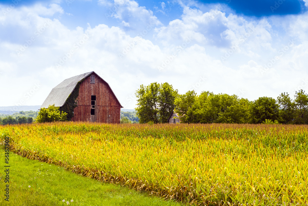 American Countryside Corn Field With Stormy Sky