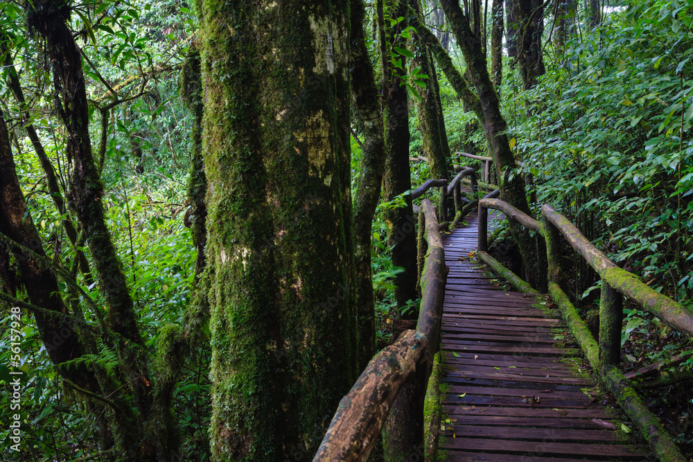 Fototapeta premium Wood footpath in tropical rain forest