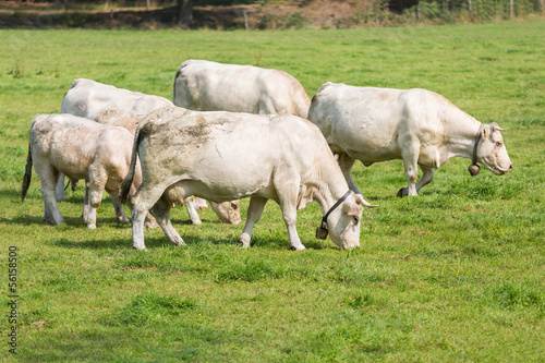 White cows in Dutch pasture