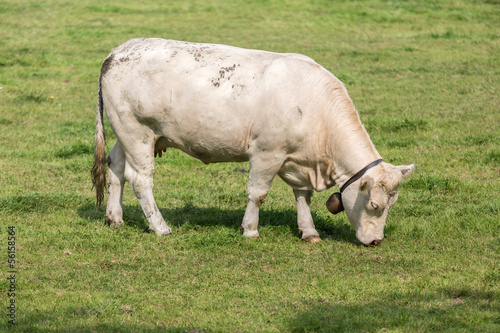 White cow in Dutch pasture