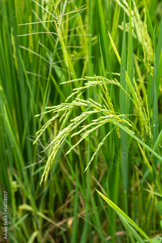Spikelet of rice in the field