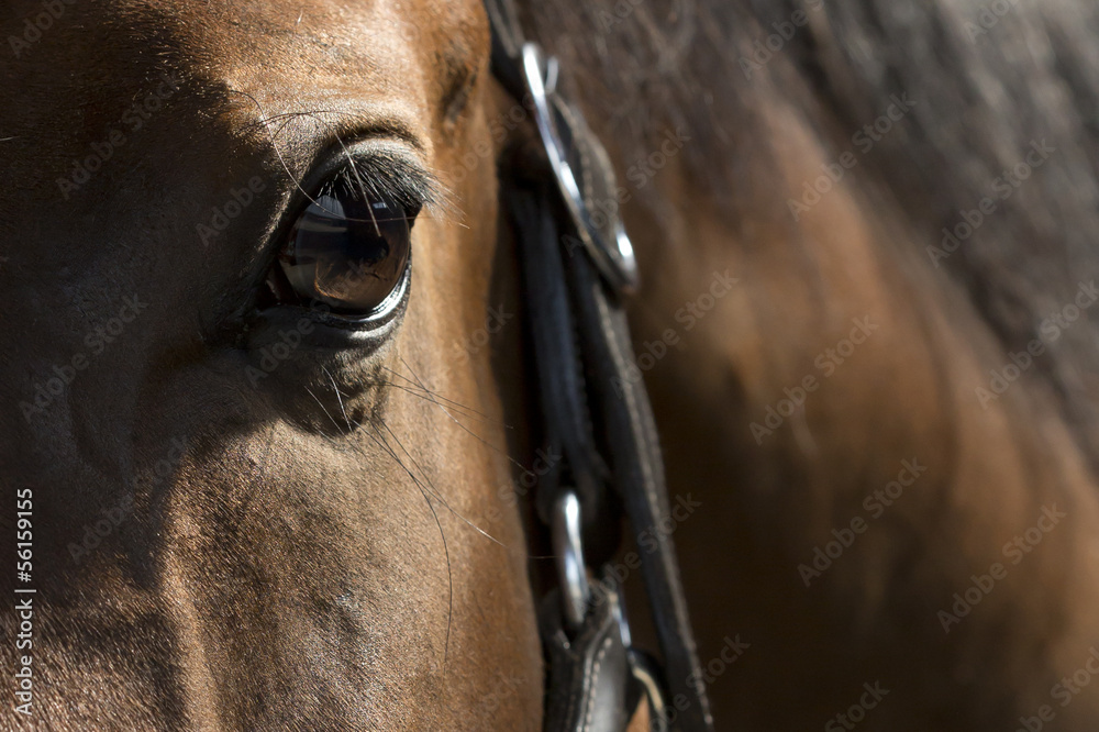 Obraz Oko brązowego konia