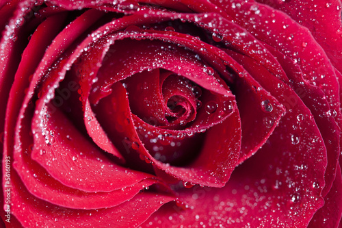 Fototapeta Naklejka Na Ścianę i Meble -  Close up on red rose with water drops