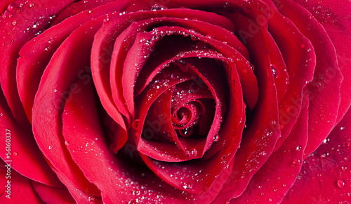 Close up on red rose with water drops