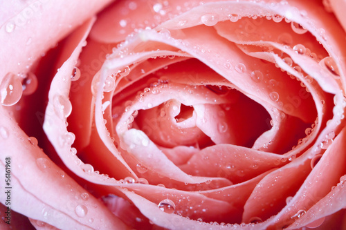 Close up on a pink rose covered with dew