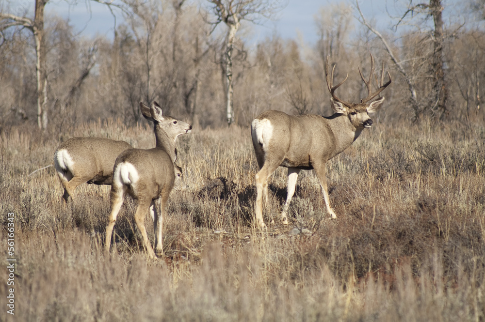 Fototapeta premium Mule Deer Buck Leading Female Family Winter Grassland Wildlife