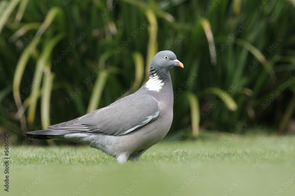 Fototapeta premium Wood pigeon, Columba palumbus