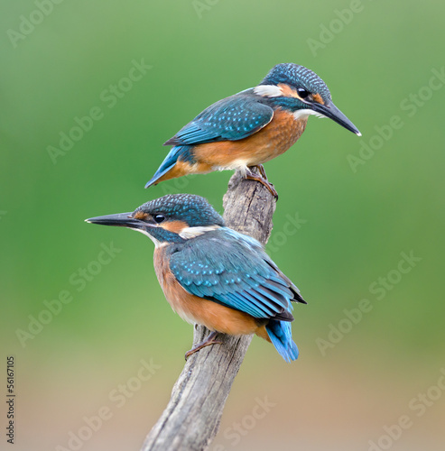Fototapeta Common Kingfishers
