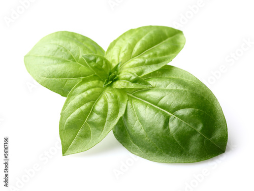 Fresh basil photo