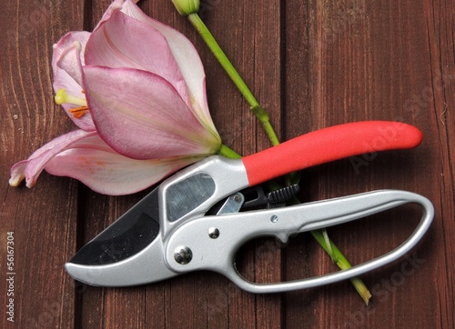 Предметы, инструмент, садовый, секатор