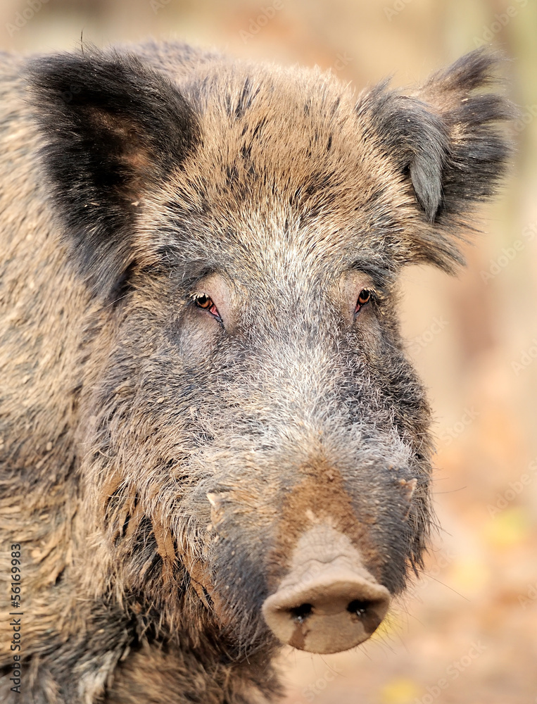 Male wild boar in autumn, in the forest Male wild boar in autumn, in the forest