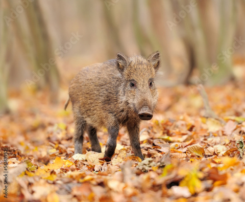 Young wild boar in forest