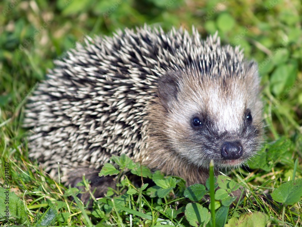 Hedgehog Hedgehog