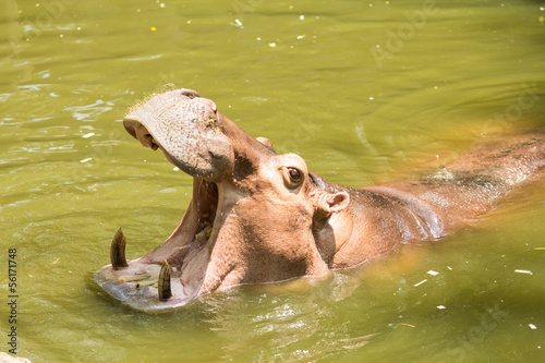 Hippo Hippopotamus