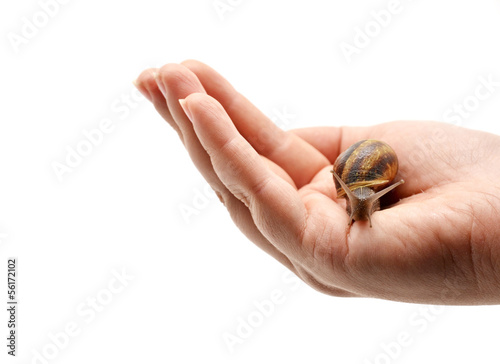 snail on woman's hand