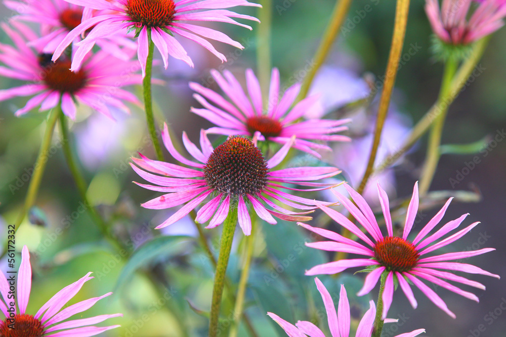 Obraz premium цветы