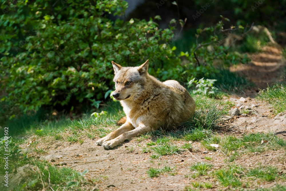 Wolf Wolf