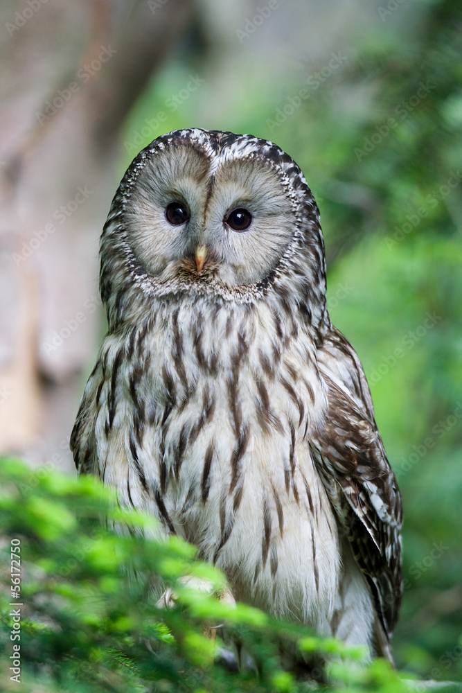 Ural Owl Ural Owl