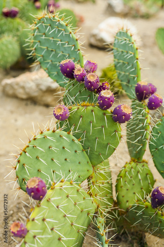 Prickly pear cactus with fruit in purple color.