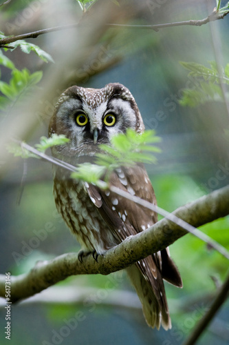The Boreal Owl