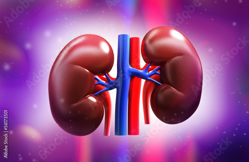 Kidney photo