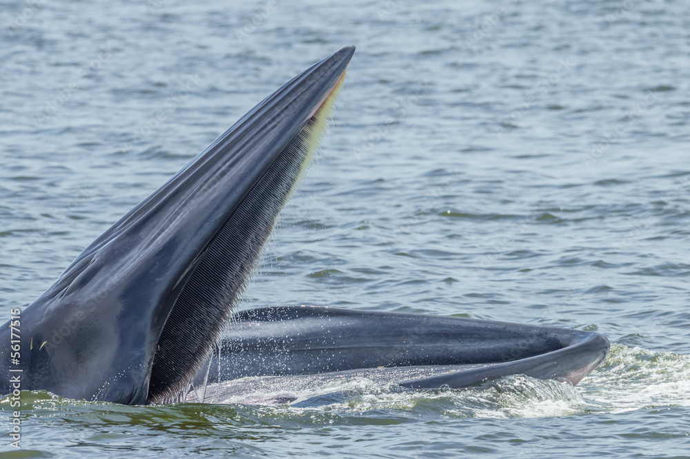 Obraz premium Close up of Bryde's whale open her mount