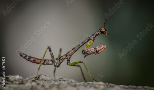 Black Small Mantis on a Flower Macro Closeup