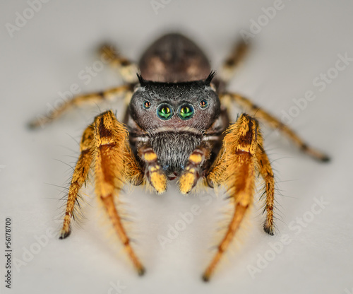 Small Black and Yellow Jumping Spider Macro