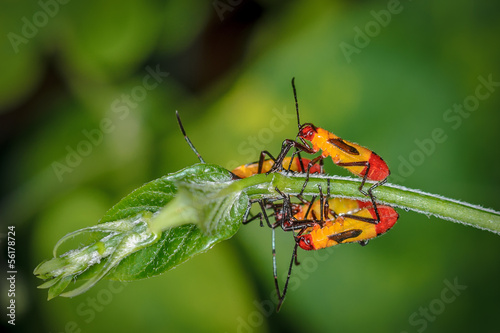 Yellow and Red Bugs on a Bush